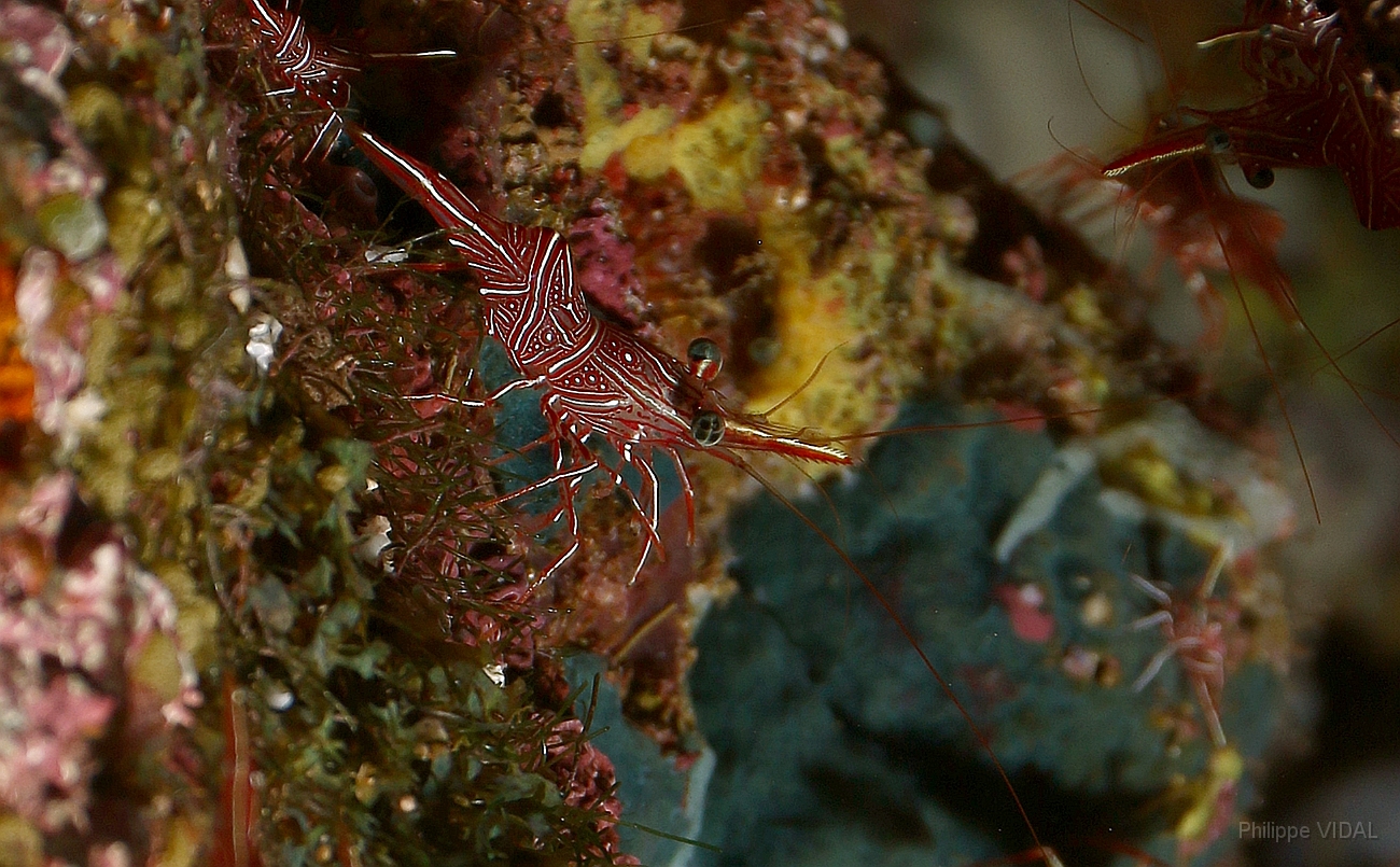 Raja Ampat 2016 - Rhynchocinetes durbanensis - Dancing shrimp - Crevettes danseuses de Durban - IMG_4731_rc.jpg
